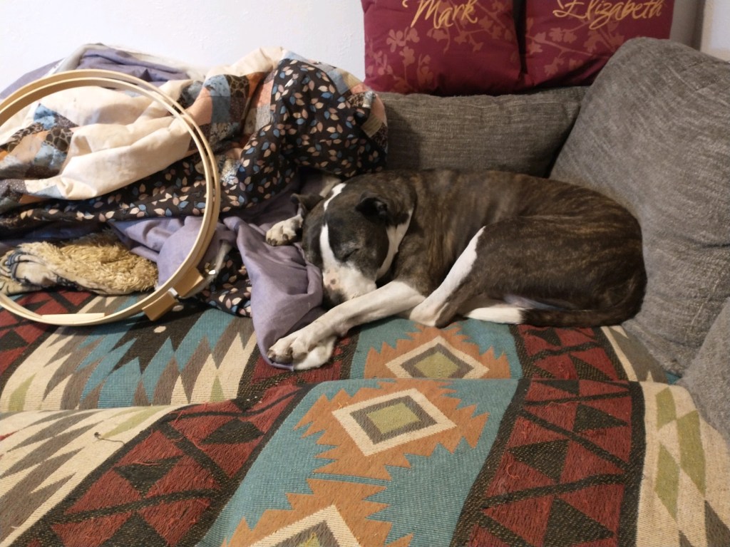 old dog laying on quilt